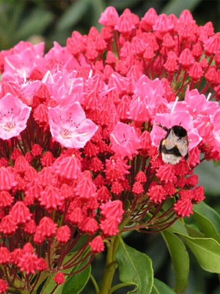 Lorbeerrose 'Kardinal' / Berglorbeer 'Kardinal' / Lorbeerrose 'Kardinal' / Berglorbeer 'Kardinal'