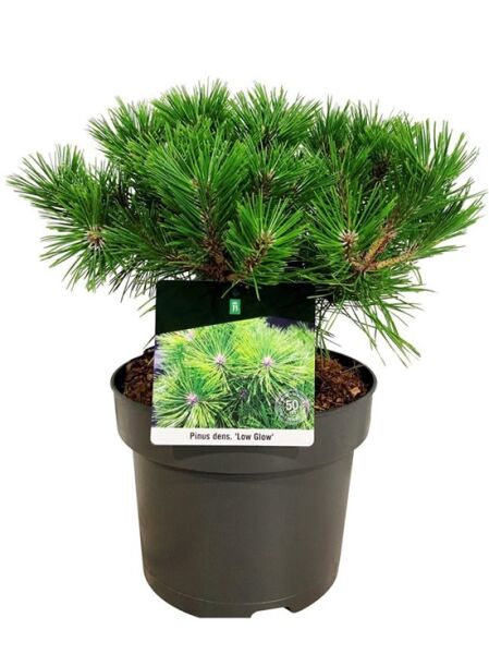 Japanische Rotkiefer 'Low Glow' / Pinus densiflora 'Low Glow'