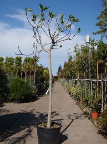 Echter Feigenbaum / Feige / Echter Feigenbaum / Feige