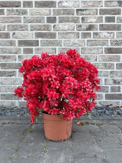 Japanische Azalee 'Excelsior' - Rhododendron obtusum 'Excelsior'