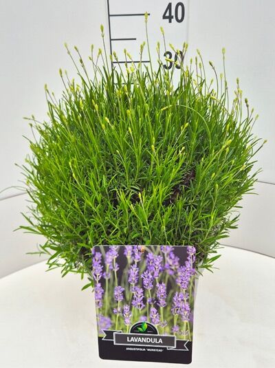 Lavandula angustifolia 'Munstead' / Echter Lavendel 'Munstead' 30-40 cm C10, buschige Pflanze im Topf mit schmalem Laub