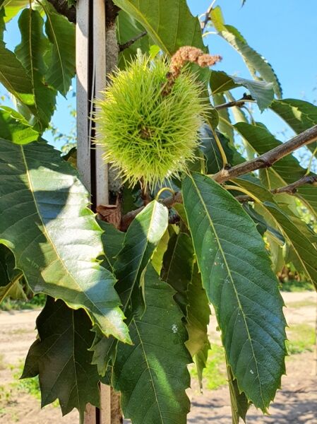 Großfrüchtige Edelkastanie 'Marron de Lyon' / Castanea sativa 'Marron de Lyon'