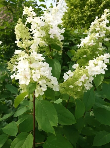 Eichblättrige Hortensie (Hydrangea quercifolia) mit weißen, rispigen Blütenständen und grünen Blättern am Strauch.