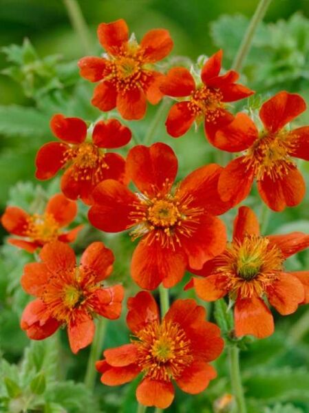 Nelkenwurz 'Borisii' (Geum coccineum) mit leuchtend orangefarbenen Blüten und gelben Staubgefäßen am Stängel
