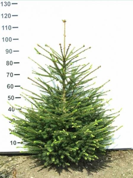 Picea abies (Fichte/Rottanne/Rotfichte) 80–100 cm mit Ballen, junges Nadelgehölz mit aufrechtem Wuchs und grünen Nadeln