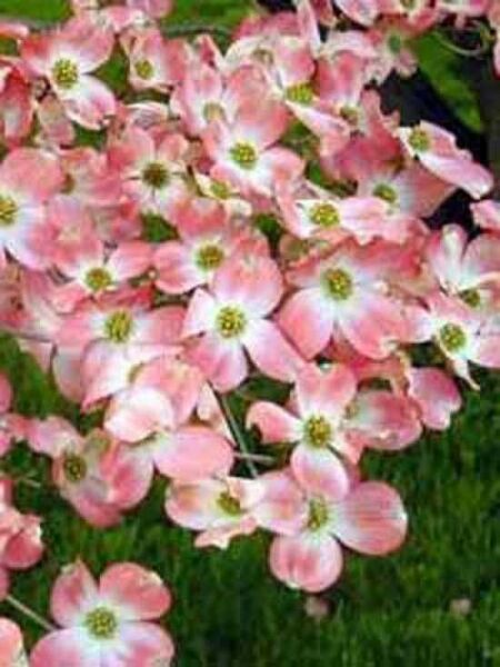 Cornus florida 'Cherokee Brave' / Amerikanischer Blumen-Hartriegel 'Cherokee Brave'