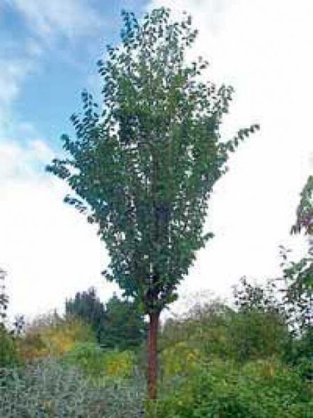Spiegelrinden-Kirsche / Prunus x Schmittii
