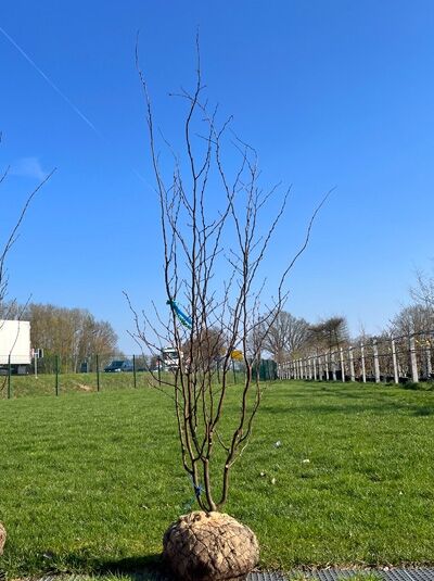 Eisenholzbaum / Parrotie 200- 250 cm / Parrotia persica 'mehrstämmig' (876215)