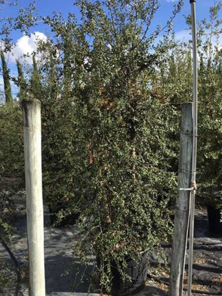 Kork-Eiche / Pantoffelbaum / Kork-Eiche / Pantoffelbaum