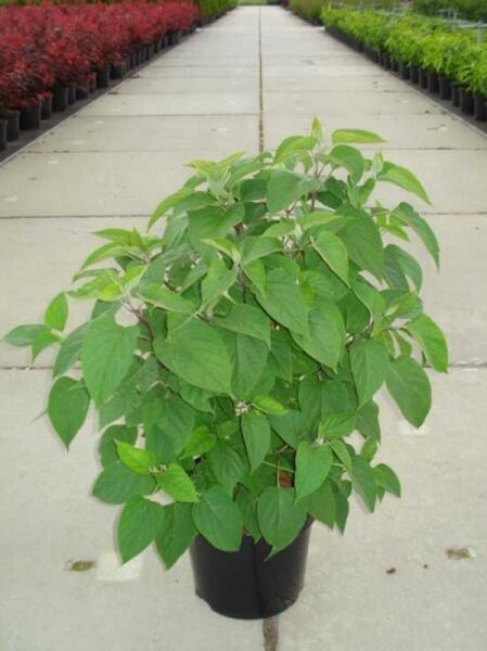 Chinesischer Losbaum / Clerodendrum trichotomum