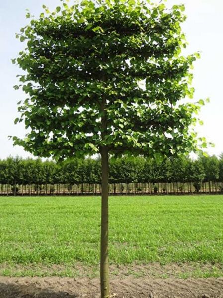 Kaiser-Linde 'Hochstamm-Spalier' H:200 B:210 T:20 (Stamm 225cm) / Kaiser-Linde 'Hochstamm-Spalier' H:200 B:210 T:20 (Stamm 225cm)