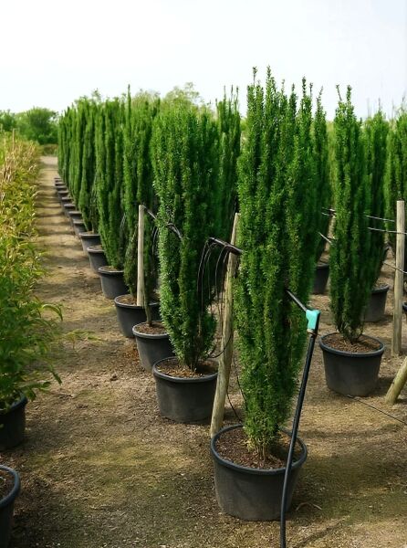 Taxus baccata 'Fastigiata' / Säulen-Eibe 'Fastigiata' 125-150 cm C20, schlanker säulenförmiger Nadelgehölz im Topf.