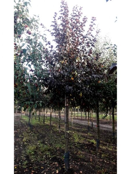 Zierapfel 'Scarlet'  / Zierapfel 'Scarlet'