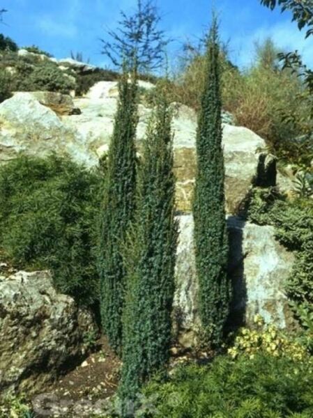 Säulen-Wacholder 'Sentinel' / Juniperus communis 'Sentinel'