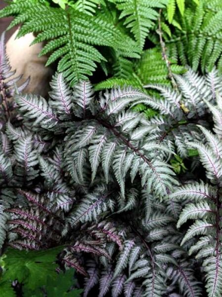 Athyrium niponicum 'Metallicum' / Japanischer Regenbogenfarn / Brokat-Farn