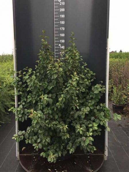 Cornus sanguinea (Roter Hartriegel) Busch 125-150 cm im Container C20, dicht verzweigt mit grünem Laub.