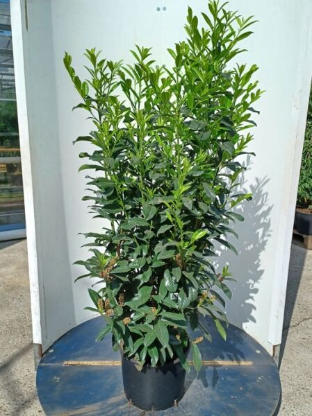 Prunus laurocerasus 'Elly' / Kirschlorbeer 'Elly' 125-150 cm C20, aufrechter Strauch im Container mit dichtem, glänzendem Laub.