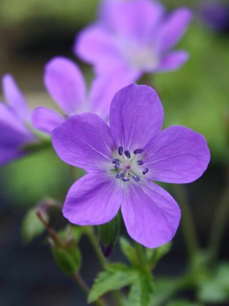 Wald Storchschnabel 'Bridge Lion' / Geranium sylvaticum 'Bridget Lion'