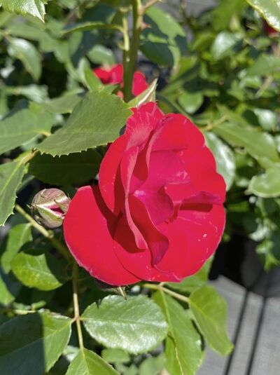 Beetrose 'Black Forest Rose' ® / Beetrose 'Black Forest Rose' ®