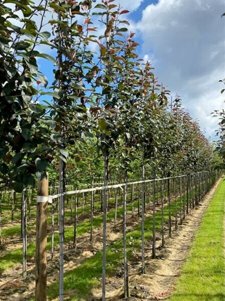 Zierapfel 'Mokum' / Zierapfel 'Mokum'
