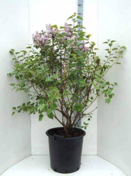 Syringa vulgaris 'Belle de Nancy' (Gartenflieder) Strauch im Topf mit grünen Blättern und hellvioletten Blütenrispen, 125-150 cm C35