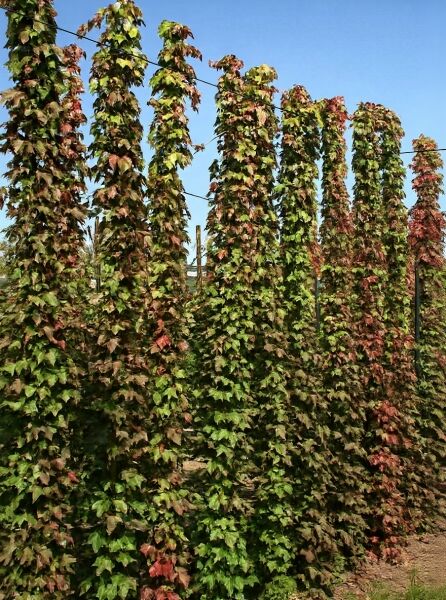 Parthenocissus tricuspidata 'Veitchii' / Dreilappige Jungfernrebe 'Veitchii' 250-300 cm C25, rankend an Stäben mit Laub
