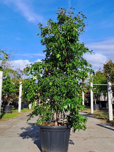 Cornus hongkongensis (Hongkong-Hartriegel) 200-250 cm im Container, mehrstämmiger Baum mit dichtem, grünem Laub.