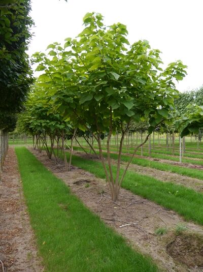 Catalpa bignonioides Trompetenbaum Schirmform, 400–500 cm, mehrstämmiger Baum mit schirmförmiger Krone und grünen Blättern