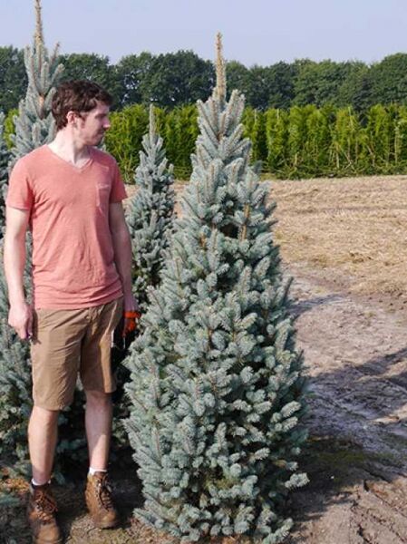 Säulen-Stech-Fichte 'Iseli Fastigata' / Picea pungens 'Iseli Fastigiata'