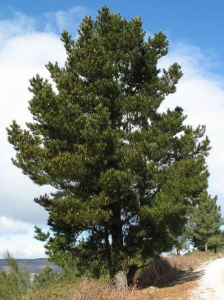 Seekiefer / Strandkiefer / Pinus pinaster