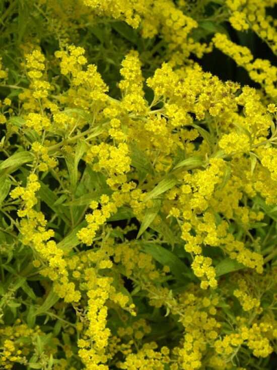 Goldrute 'Golden Mosa' / Solidago 'Golden Mosa'