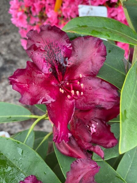 Rhododendron Hybride 'Black Widow' / Rhododendron 'Black Widow' mit dunkelroten Blüten und grünen, ledrigen Blättern