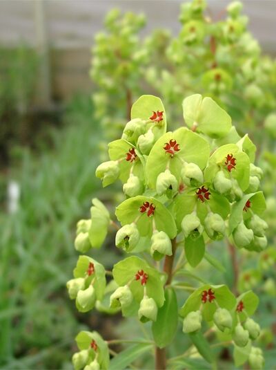 Busch-Wolfsmilch - Euphorbia martinii