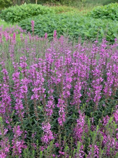 Blut-Weiderich 'Lady Sackville' / Lythrum salicaria 'Lady Sackville'