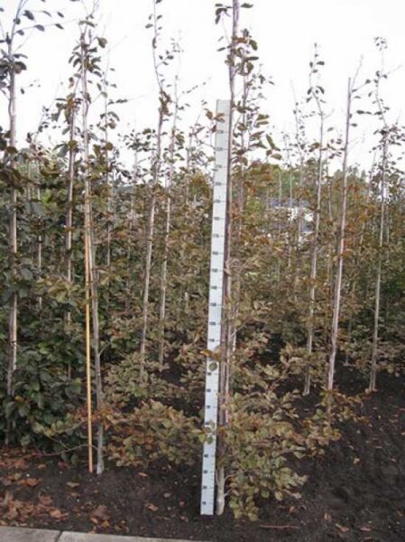 Fagus sylvatica 'Tricolor' (Dreifarbige Rot-Buche) 250–300 cm m. Db., junger Baum im Feld, mit Messlatte zur Höhenangabe.