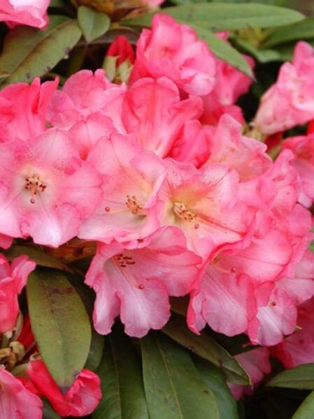Rhododendron 'Surrey Heath' / Rhododendron yakushimanum 'Surrey Heath'