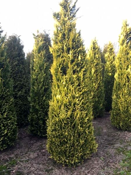 gelbe Scheinzypresse 'Ivonne' / gelbe Scheinzypresse 'Ivonne'