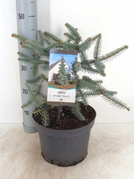 Spanische Tanne 'Glauca' / Spanische Tanne 'Glauca'
