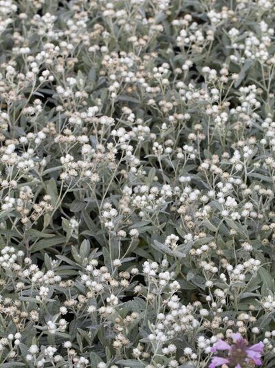 Anaphalis triplinervis „Silberregen“ / Perlkörbchen „Silberregen“ mit silbrigem Laub und vielen kleinen weißen Blütenköpfen.