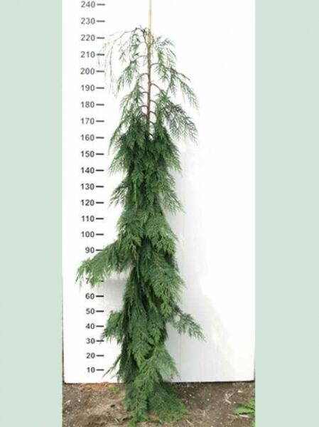 Kalifornische Zypresse 'Diks Weeping' (Chamaecyparis lawsoniana) 180–200 cm, schmaler Wuchs mit hängenden Zweigen, m. B.