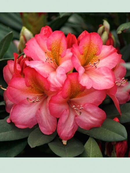 Rhododendron 'Picasso' / Rhododendron Hybride 'Picasso'