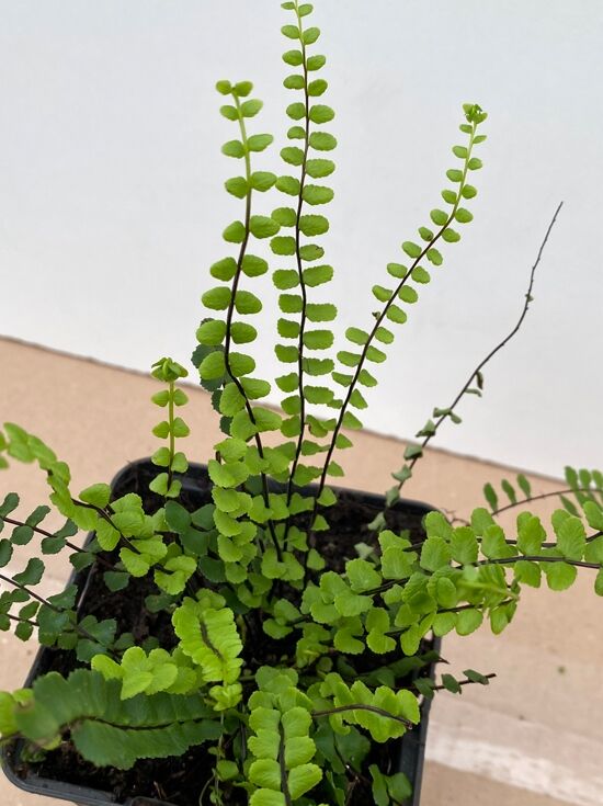 Braunstieliger Streifen-Farn / Steinfeder - Asplenium trichomanes