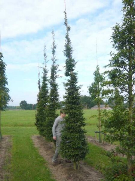 Fagus sylvatica 'Asplenifolia' (Farnblättrige Rot-Buche) 350-400 cm m. Db., schlanker Hochstamm mit dichtem Laub in Baumschulreihe.