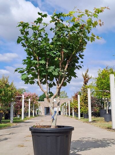 Weinblättriger Japan-Ahorn (Acer japonicum 'Vitifolium') 175–200 cm im Container, mehrstämmiger Laubbaum mit gelappten Blättern.