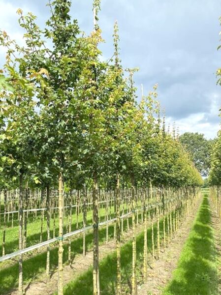 Acer campestre (Feld-Ahorn) Maßholder Hochstamm 12-14 StU mit Drahtballen, Baumreihe in der Baumschule