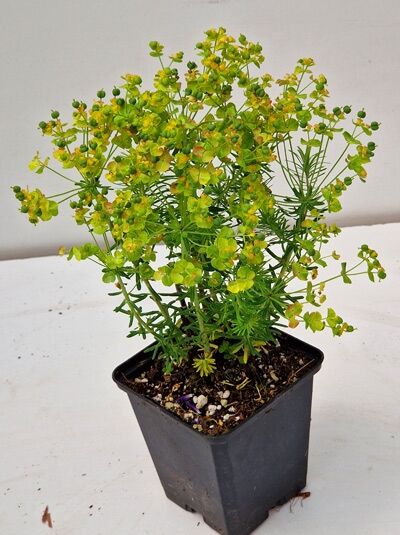 Zypressen-Wolfsmilch (Euphorbia cyparissias) 'Tall Boy' P11 im Topf, buschiger Wuchs mit feinem Laub und gelbgrünen Blütenständen