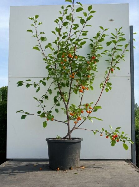 Malus 'Rudolph' / Zierapfel 'Rudolph' 150-175 cm C20, Topfbaum mit grünem Laub und orangefarbenen Früchten