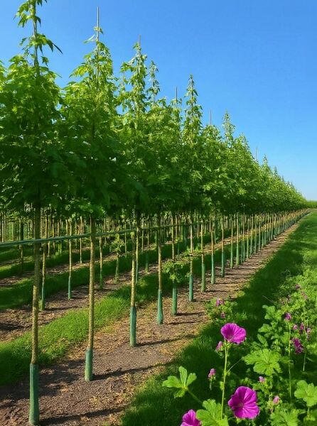 Liquidambar styraciflua 'Lane Roberts' – Amberbaum 'Lane Roberts' Hochstamm, Reihe junger Bäume in der Baumschule