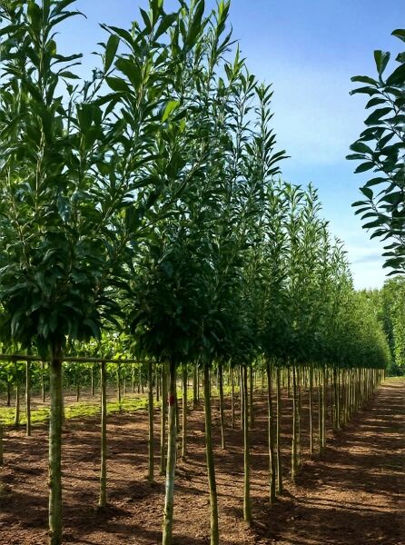 Prunus laurocerasus 'Caucasica' / Kirschlorbeer 'Caucasica' Hochstamm, ca. 200 cm Stamm, 14–16 StU, mit Drahtballen, im Feld.