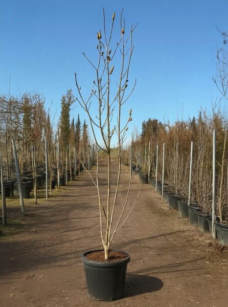 Magnolia brooklynensis 'Yellow River' / Magnolie 'Yellow River', 200-250 cm, C70, mehrstämmige Jungpflanze im Container mit Knospen.